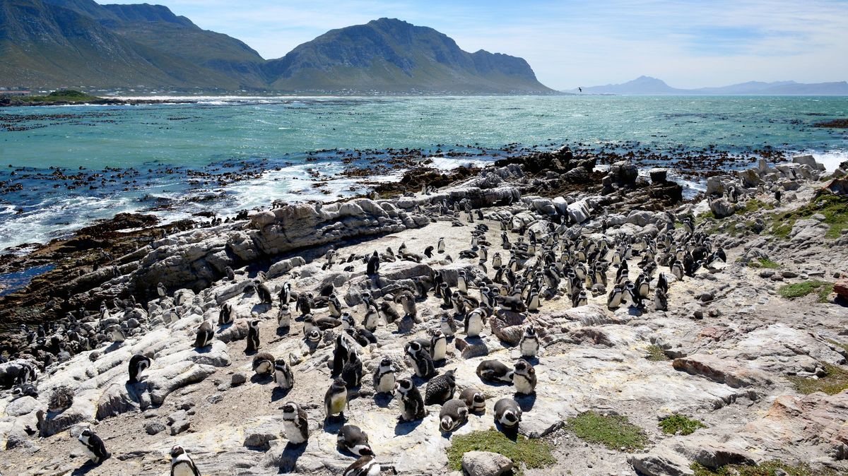 FOTO: Africká pláž Boulders nabízí možnost setkat se tváří v tvář s tučňáky